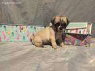 Pug Puppy for sale in San Marcos, TX, USA