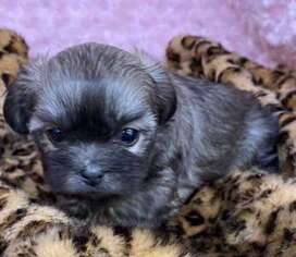 Mutt Puppy for sale in Greenville, GA, USA