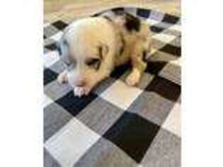 Australian Shepherd Puppy for sale in Spanish Fork, UT, USA