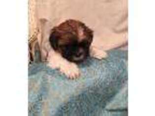 Mutt Puppy for sale in Brookfield, WI, USA
