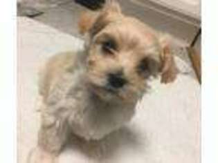 Mutt Puppy for sale in Imperial, MO, USA