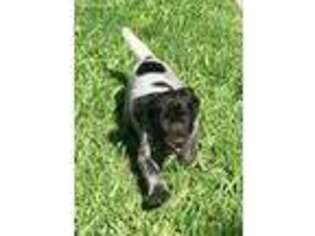 German Shorthaired Pointer Puppy for sale in San Antonio, TX, USA