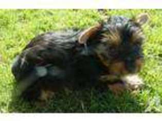 Yorkshire Terrier Puppy for sale in MESA, AZ, USA