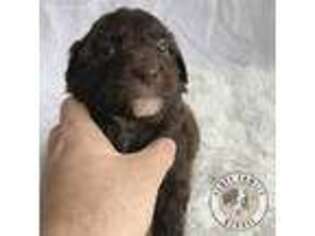 Mutt Puppy for sale in Cedar Creek, TX, USA