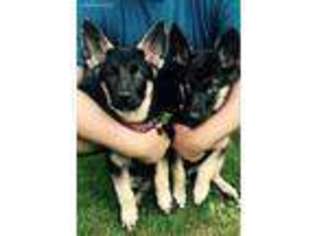 German Shepherd Dog Puppy for sale in Coventry, CT, USA