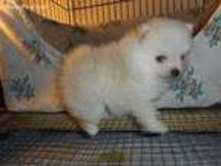 Pomeranian Puppy for sale in Kershaw, SC, USA