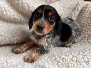 Dachshund Puppy for sale in Williamsport, IN, USA