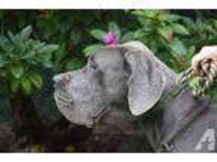Great Dane Puppy for sale in HOOD RIVER, OR, USA