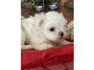 Maltese Puppy for sale in Roseville, CA, USA