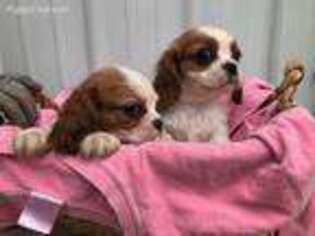 Cavalier King Charles Spaniel Puppy for sale in Sioux Center, IA, USA