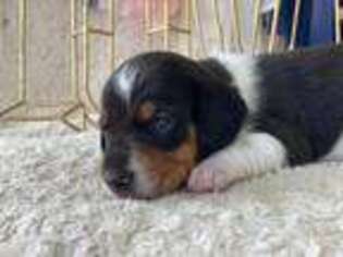 Dachshund Puppy for sale in Forney, TX, USA