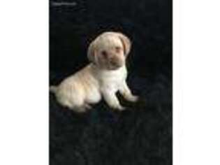 Labrador Retriever Puppy for sale in Du Quoin, IL, USA