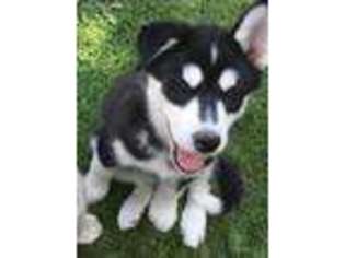 Siberian Husky Puppy for sale in Sterling, CO, USA