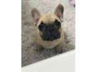 French Bulldog Puppy for sale in Kilgore, TX, USA