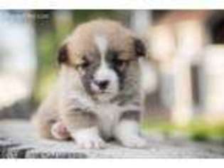 Pembroke Welsh Corgi Puppy for sale in Bruneau, ID, USA