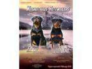 Rottweiler Puppy for sale in Wisdom, MT, USA