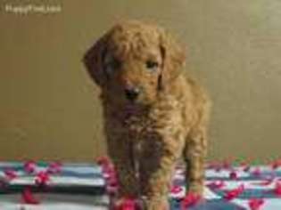 Goldendoodle Puppy for sale in Hancock, MN, USA