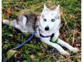 Alaskan Klee Kai Puppy for sale in Anderson, SC, USA