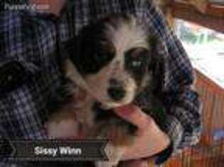 Australian Shepherd Puppy for sale in Mineola, TX, USA