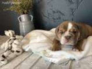 Bulldog Puppy for sale in Albion, NE, USA