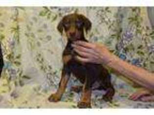 Doberman Pinscher Puppy for sale in Willard, MO, USA