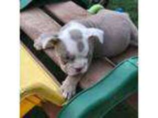 Bulldog Puppy for sale in Loxley, AL, USA