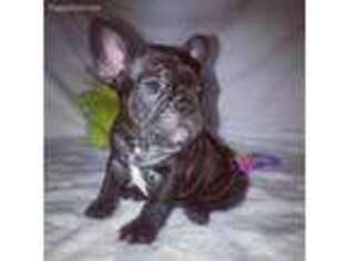 French Bulldog Puppy for sale in Grand Terrace, CA, USA