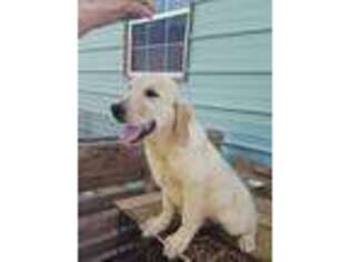 Golden Retriever Puppy for sale in Christoval, TX, USA