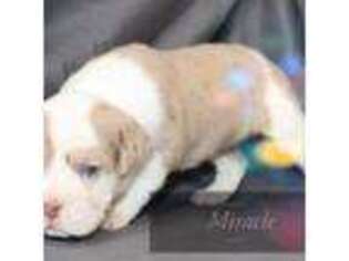 Alapaha Blue Blood Bulldog Puppy for sale in Honey Creek, IA, USA
