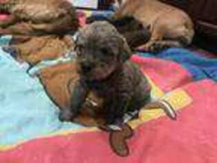 Mutt Puppy for sale in Reading, MN, USA