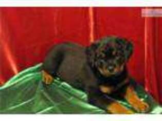 Rottweiler Puppy for sale in Brainerd, MN, USA