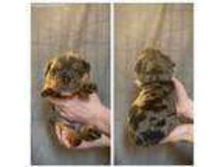 Bulldog Puppy for sale in Eldon, MO, USA