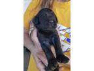Labradoodle Puppy for sale in Stillwater, OK, USA