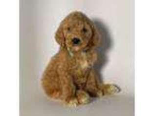 Goldendoodle Puppy for sale in Brea, CA, USA