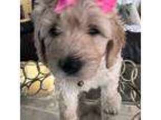 Old English Sheepdog Puppy for sale in Fontana, CA, USA