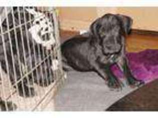 Great Dane Puppy for sale in Colorado City, TX, USA