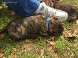 Bullmastiff Puppy for sale in High Springs, FL, USA