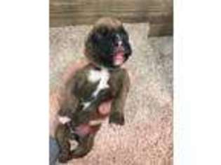 Boxer Puppy for sale in Central City, KY, USA