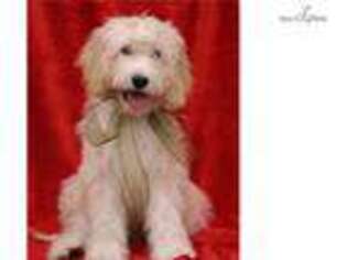 Goldendoodle Puppy for sale in Atlanta, GA, USA