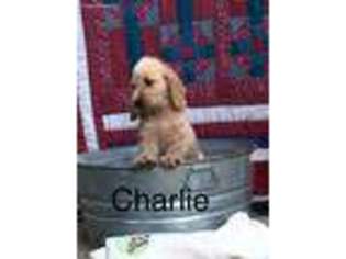 Labradoodle Puppy for sale in Gadsden, AL, USA