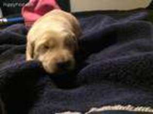 Golden Retriever Puppy for sale in Williamstown, KY, USA