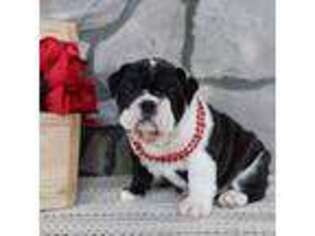 Bulldog Puppy for sale in Denver, PA, USA