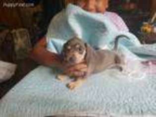 Dachshund Puppy for sale in Jefferson, WI, USA