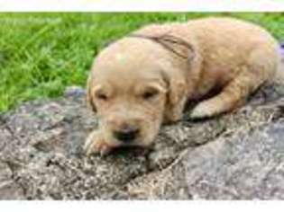 Golden Retriever Puppy for sale in Riegelsville, PA, USA
