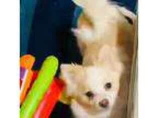 Pomeranian Puppy for sale in Brockton, MA, USA