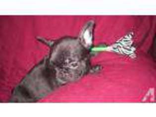 French Bulldog Puppy for sale in WOODBURY, TN, USA