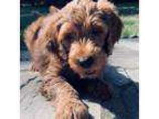 Goldendoodle Puppy for sale in Sterling, CT, USA