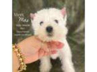 West Highland White Terrier Puppy for sale in Miami, FL, USA
