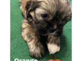 Lhasa Apso Puppy for sale in Fort Worth, TX, USA