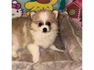 Pomeranian Puppy for sale in Braintree, MA, USA